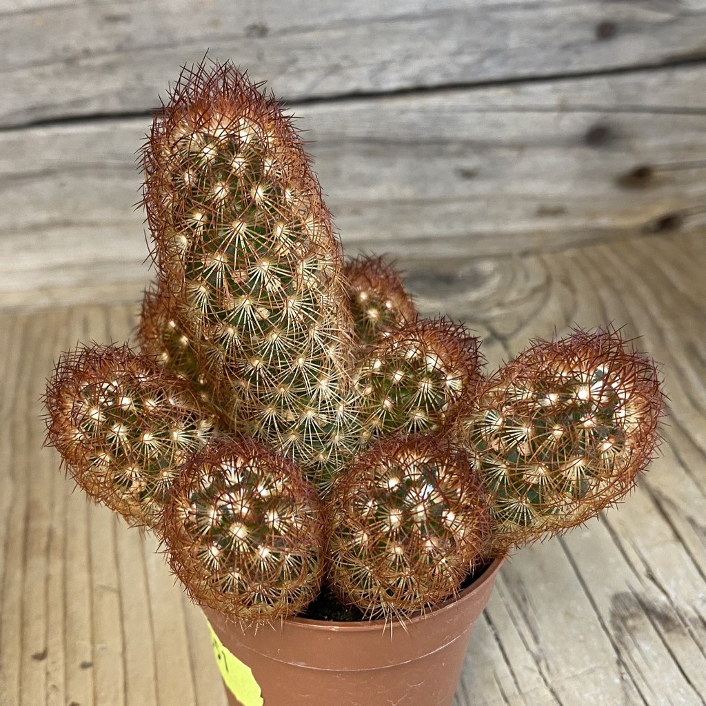 SH4551 Mammillaria elongata v. rubrispina - Зображення 2