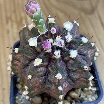 SH4584 Gymnocalycium mihanovichii ‘T-Rex’, seedling