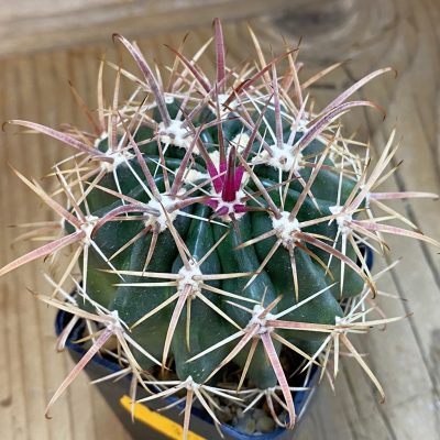 SH323 Ferocactus fordii