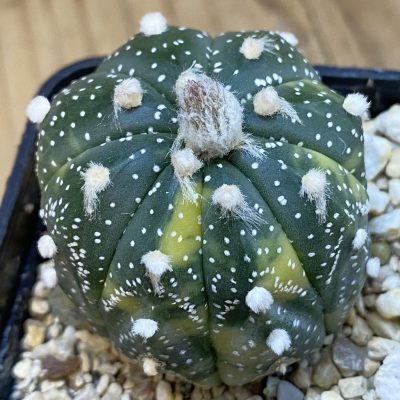 SH4736 Astrophytum asterias f. variegata