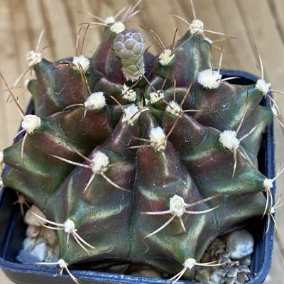 SH4743 Gymnocalycium mihanovichii  hybrid
