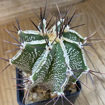 SH420 Astrophytum ornatum hybrid