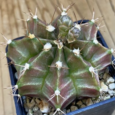 SH4761 Gymnocalycium mihanovichii  hybrid, seedling