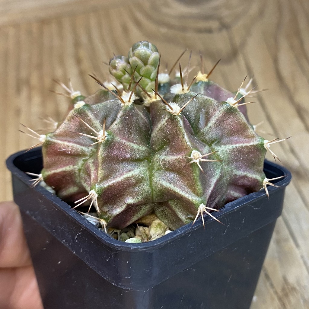 SH4761 Gymnocalycium mihanovichii hybrid, seedling - Image 2