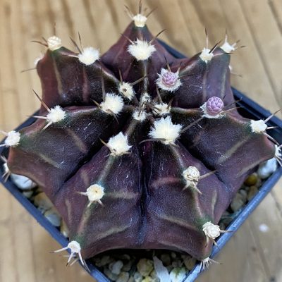 SH4915 Gymnocalycium mihanovichii ‘Black Widow’ x ‘Day Dream’, seedling