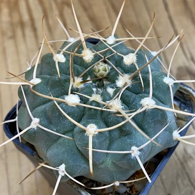 SH4929 Gymnocalycium intertextum long spines