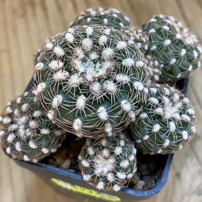SH4937 Gymnocalycium bruchii