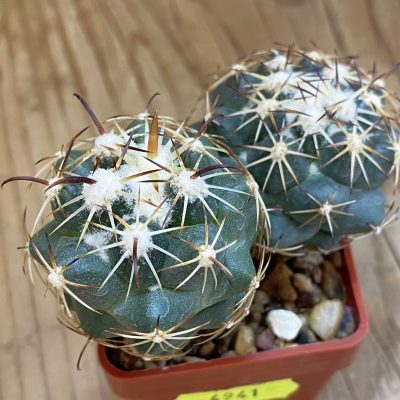 SH4941 Coryphantha schwarziana MG 135.4, 2 plants