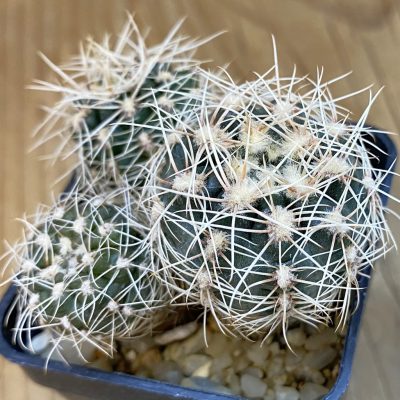 SH4946 Gymnocalycium bruchii, 3 plants