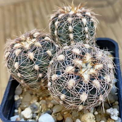 SH4947 Gymnocalycium bruchii ssp. melojeri VG272, 3 plants