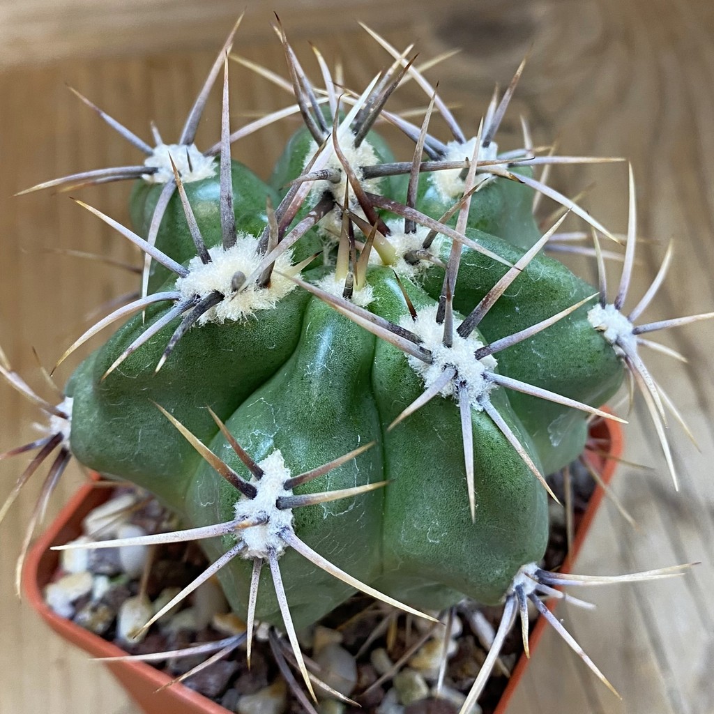 SH440 Gymnocalycium achirasense v. chacrasense