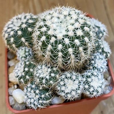 SH4952 Gymnocalycium bruchii LB 1085
