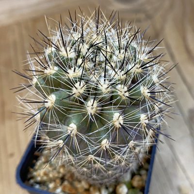 SH4953 Neoporteria scoparia M.G. 1037.44