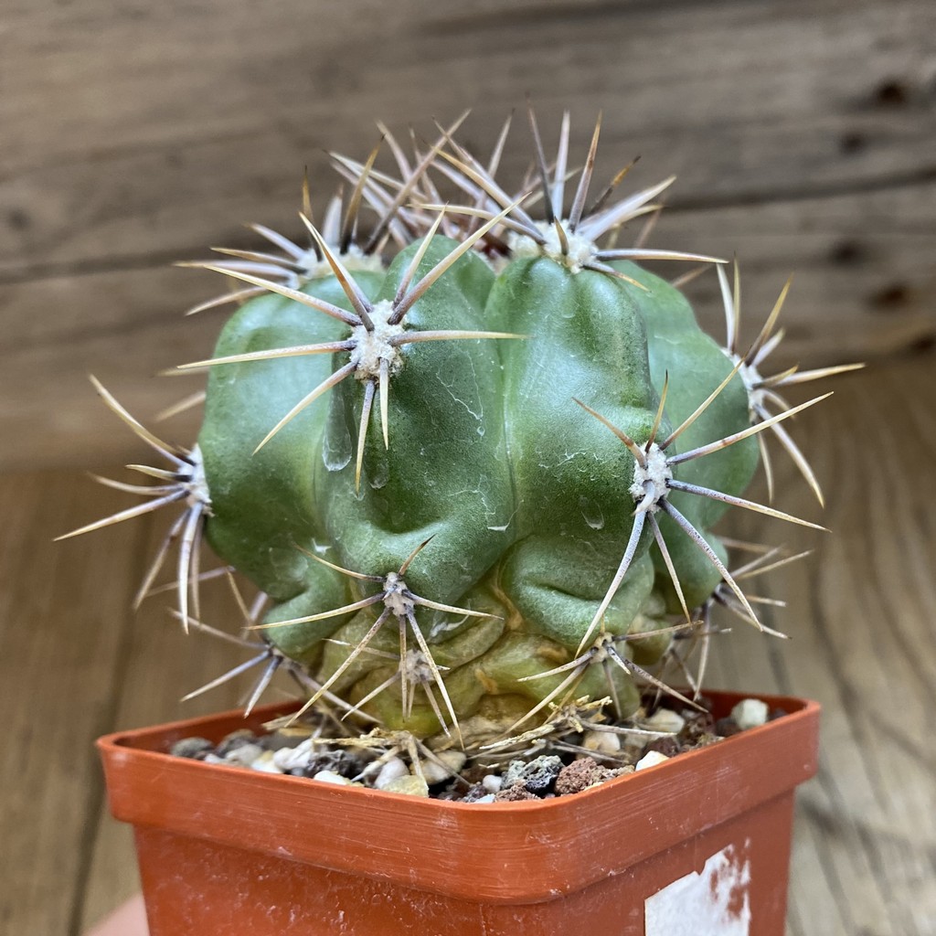SH440 Gymnocalycium achirasense v. chacrasense - Зображення 2
