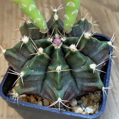 SH4961 Gymnocalycium mihanovichii hybrid, seedling