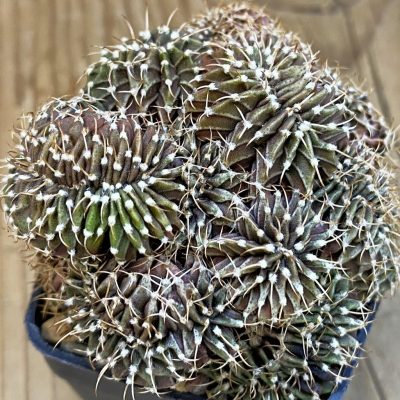 SH4978 Gymnocalycium friedrichii LB f. monstrosa