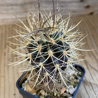 SH4986 Neoporteria eriosyzoides