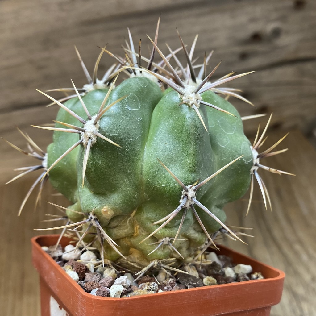 SH440 Gymnocalycium achirasense v. chacrasense - Зображення 3