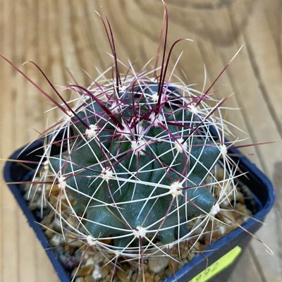 SH4992 Ferocactus haematacanthus -El Amparo-