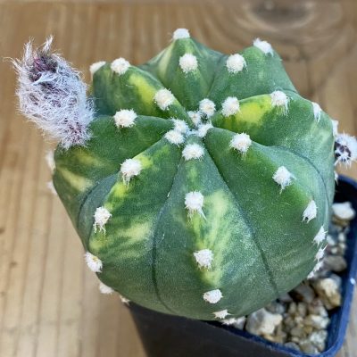 SH5007 Echinopsis subdenudata f. variegata