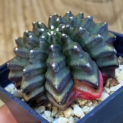 SH5013 Gymnocalycium mihanovichii ‘inermis’, seedling