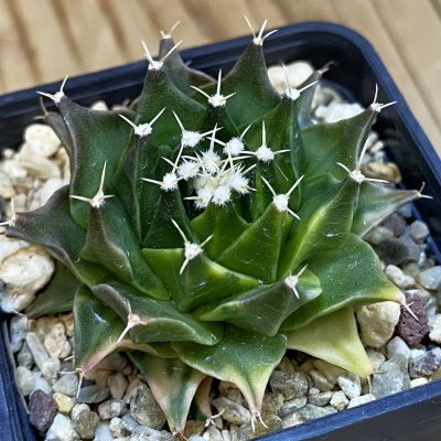 SH5030 Obregonia denegrii f. variegata