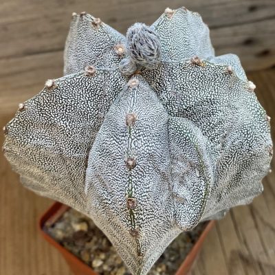 SH5116 Astrophytum myriostigma 'Onzuka'