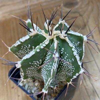 SH446 Astrophytum ornatum hybrid