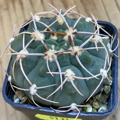 SH5131 Gymnocalycium ochoterenae VG250