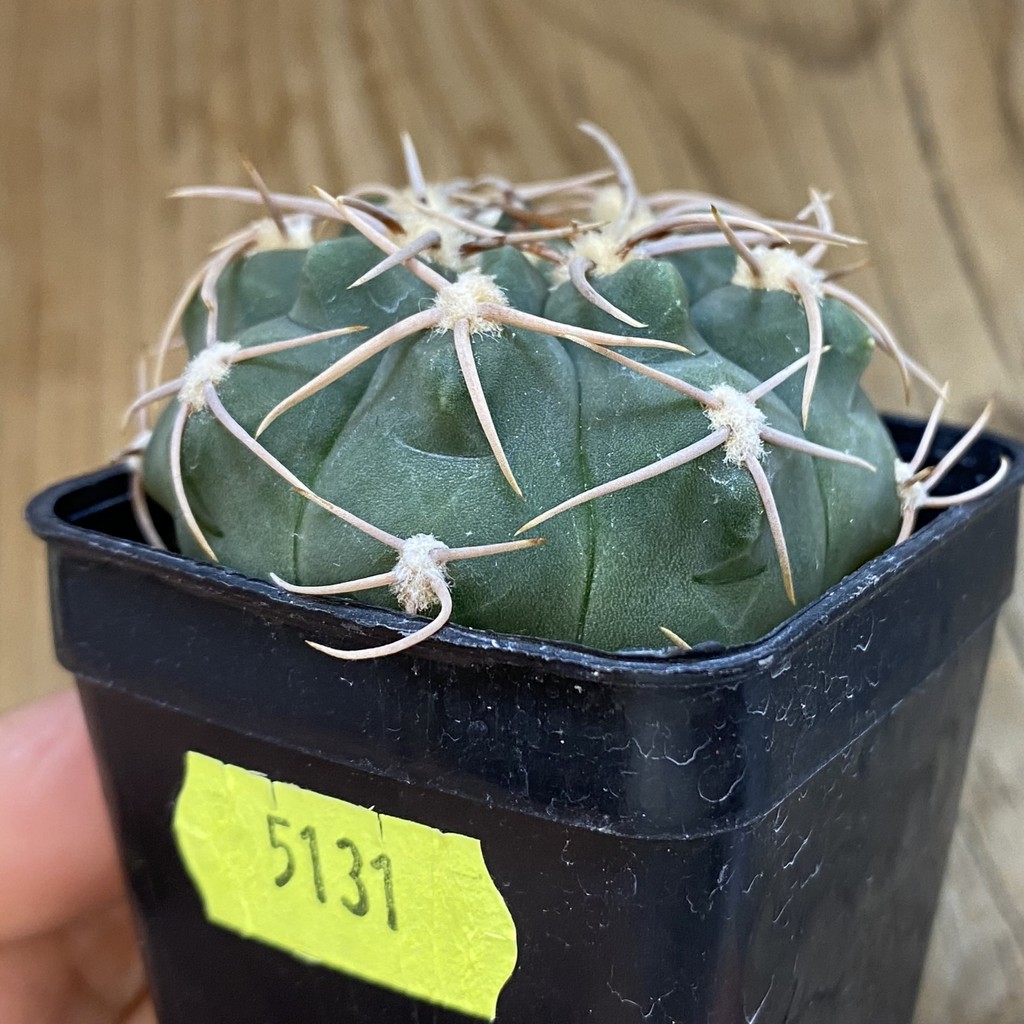 SH5131 Gymnocalycium ochoterenae VG250 - Image 2
