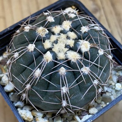 SH504 Gymnocalycium taningaense VG 306
