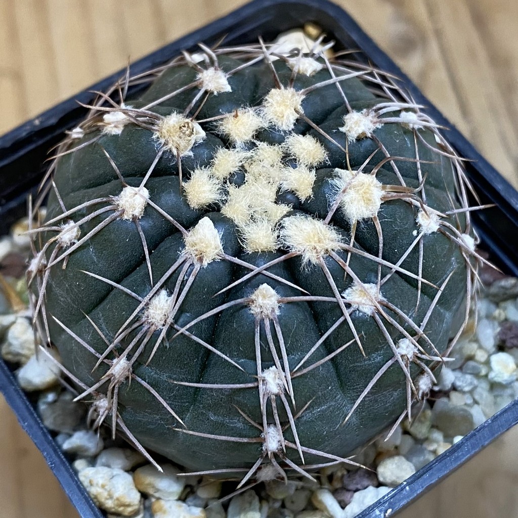 SH504 Gymnocalycium taningaense VG 306