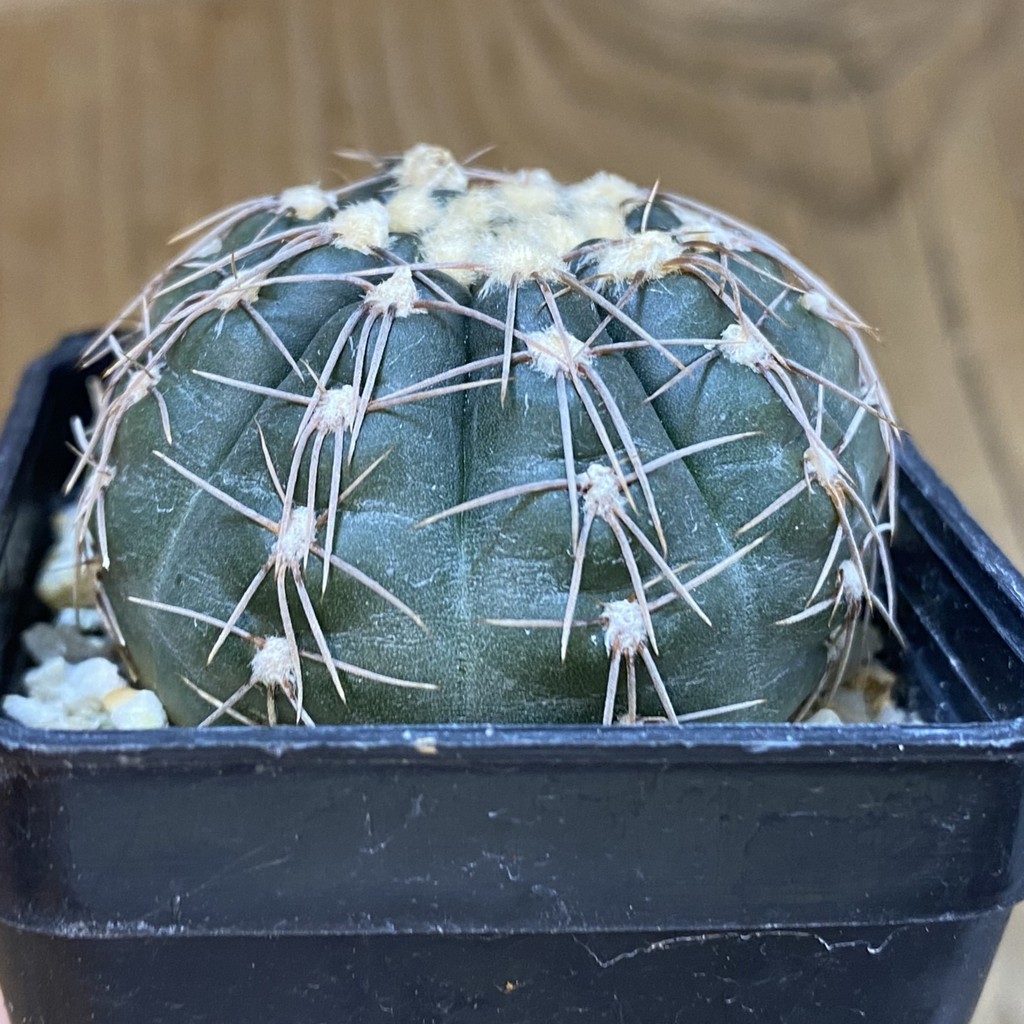 SH504 Gymnocalycium taningaense VG 306 - Image 2
