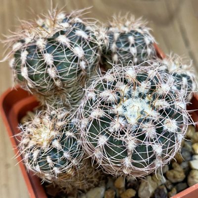 SH563 Gymnocalycium bruchii ssp. melojeri VG 272