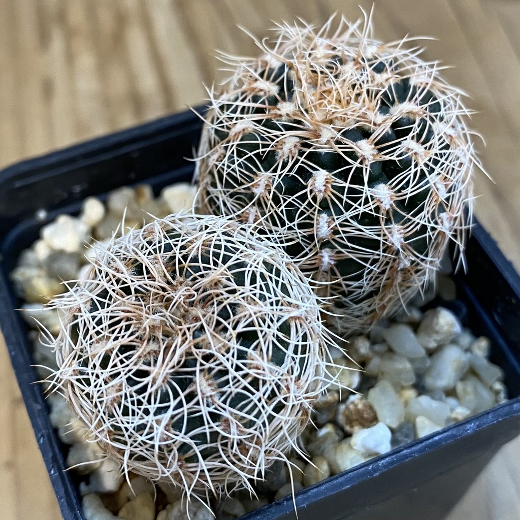 SH567 Gymnocalycium carolinense ssp. ludwigii GN 1551, 2 plants - Зображення 2