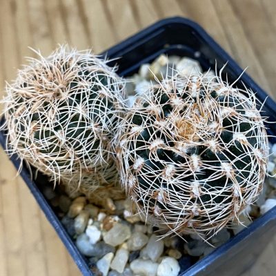 SH567 Gymnocalycium carolinense ssp. ludwigii GN 1551, 2 plants