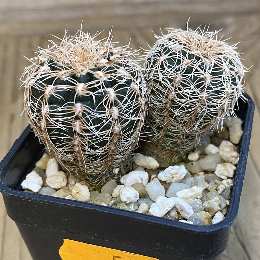 SH567 Gymnocalycium carolinense ssp. ludwigii GN 1551, 2 plants - Зображення 3