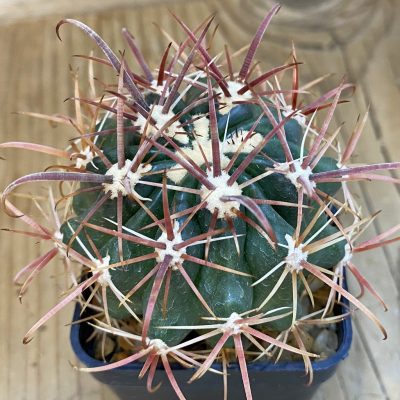 SH570 Ferocactus fordii