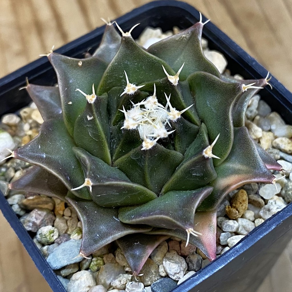 SH688 Obregonia denegrii f. variegata