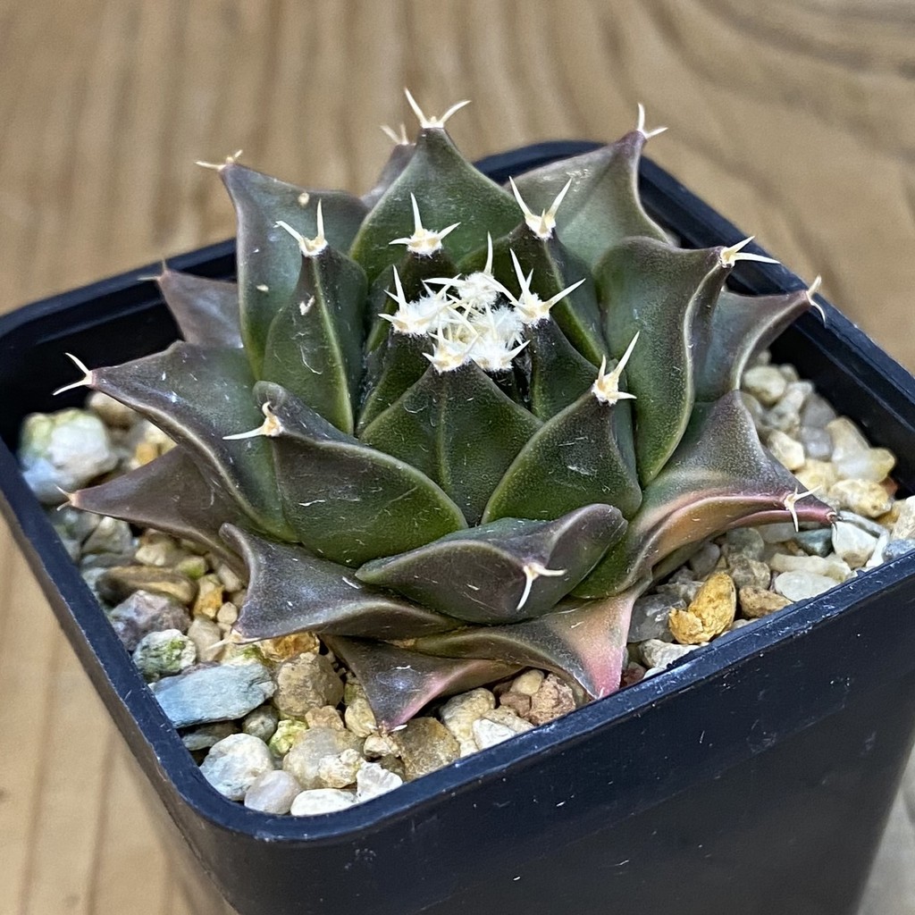 SH688 Obregonia denegrii f. variegata - Зображення 2