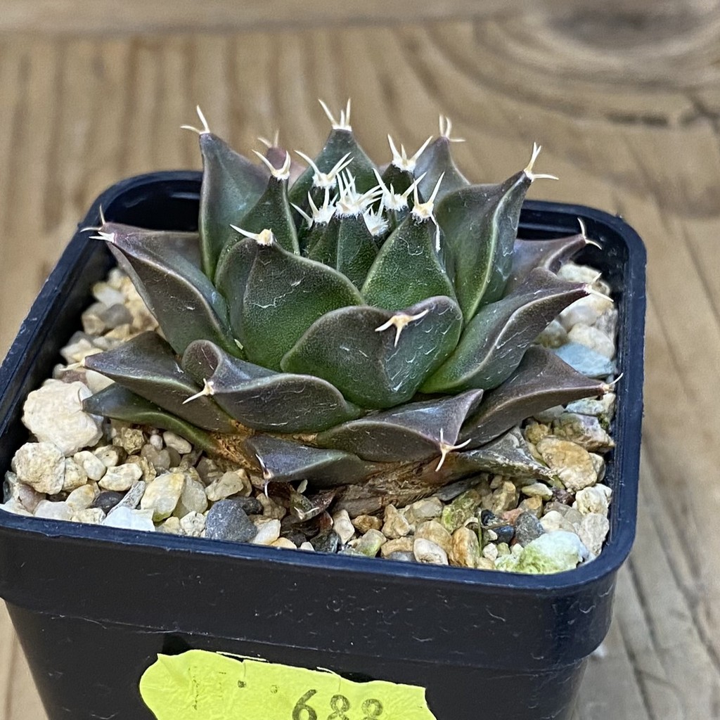 SH688 Obregonia denegrii f. variegata - Зображення 3