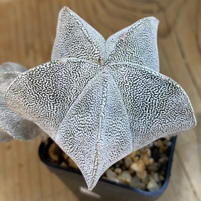 SH899 Astrophytum myriostigma ‘Onzuka’