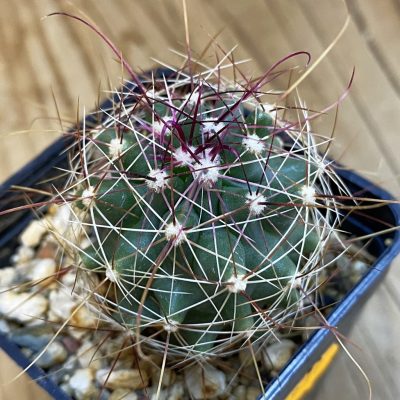 SH931 Ferocactus haematacanthus -El Amparo-
