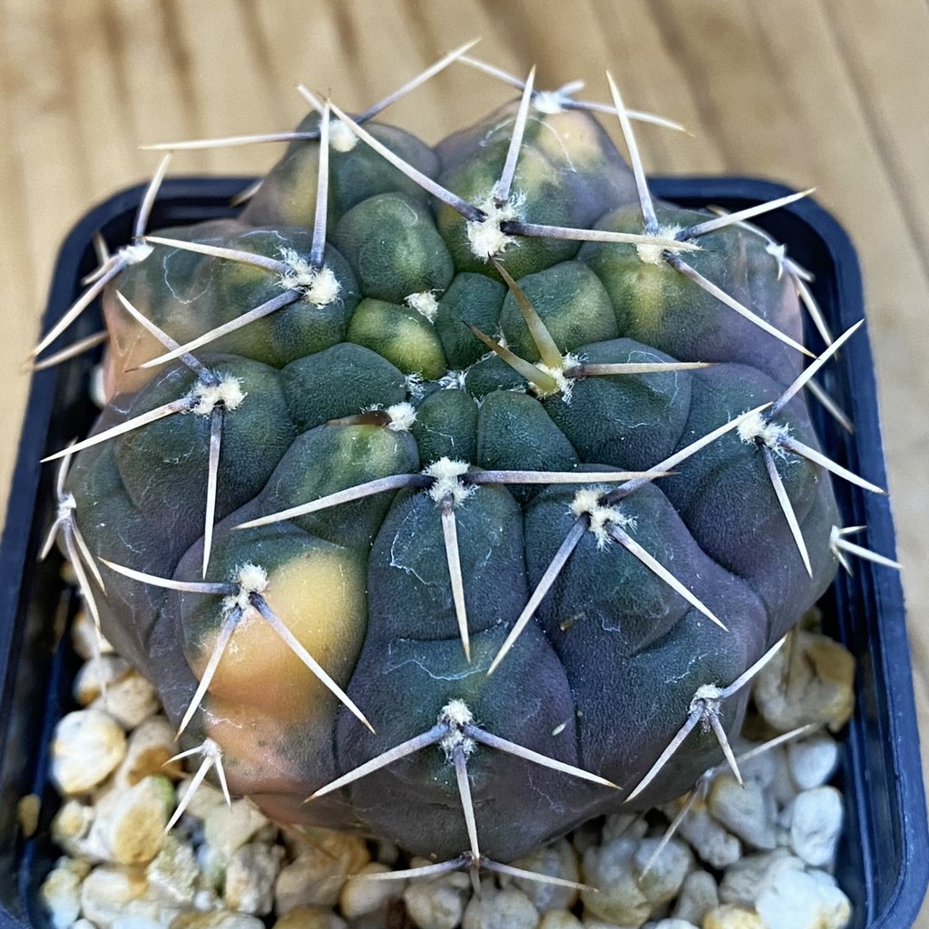 SH956 Gymnocalycium stellatum f. variegata, seedling