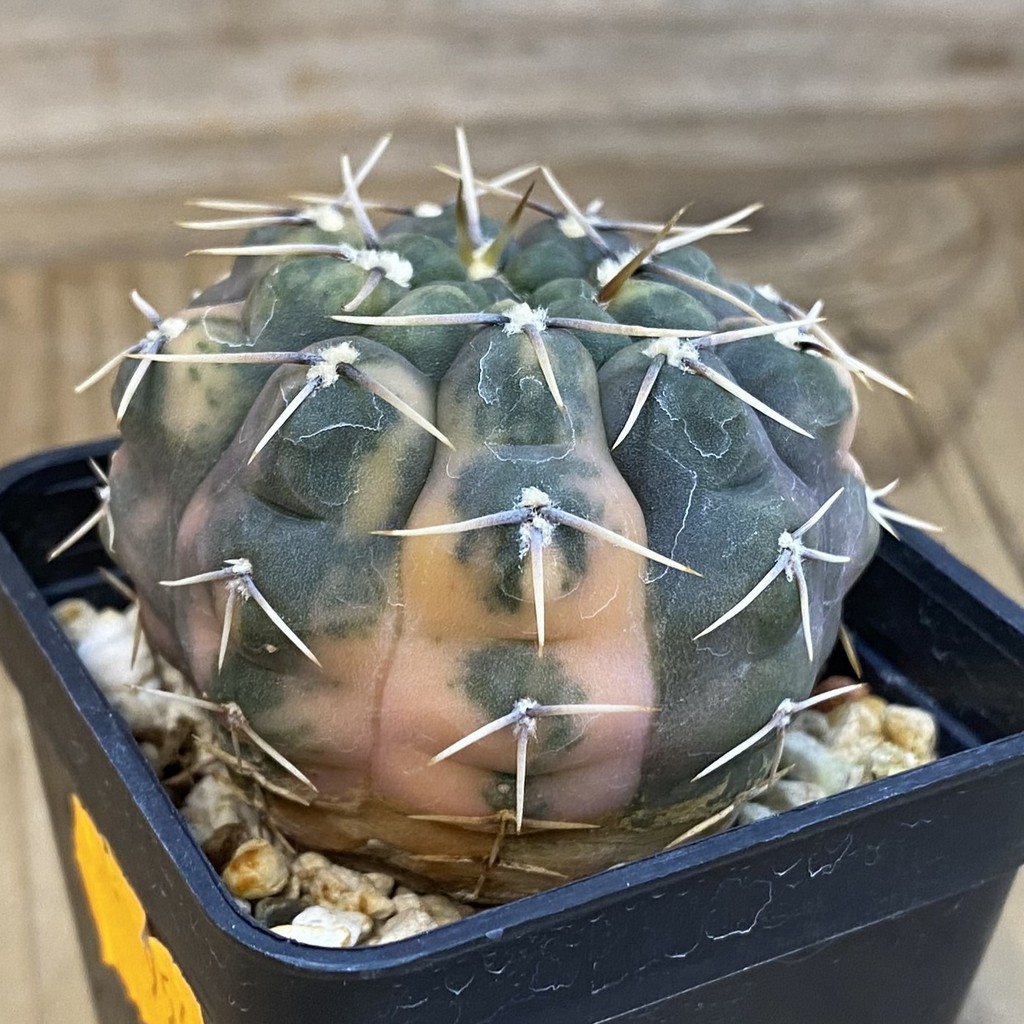 SH956 Gymnocalycium stellatum f. variegata, seedling - Зображення 2