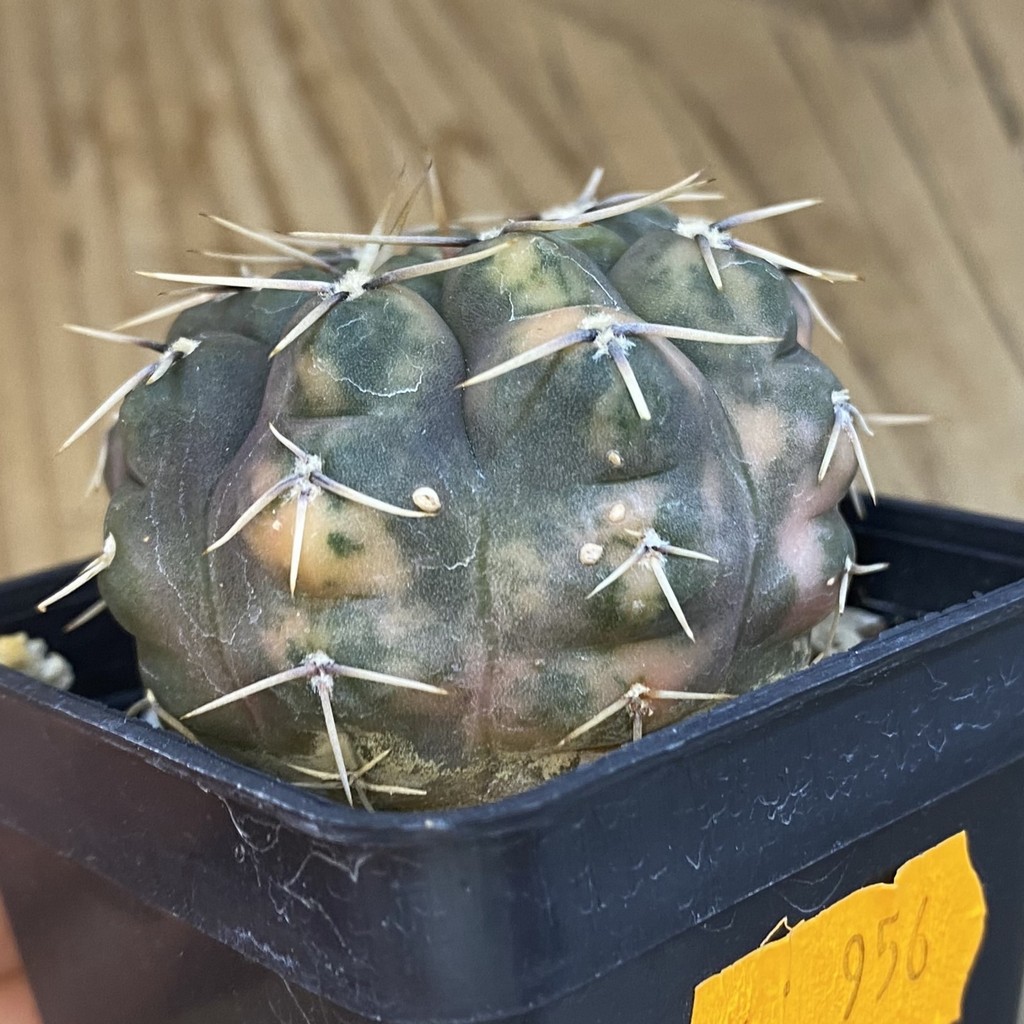SH956 Gymnocalycium stellatum f. variegata, seedling - Зображення 3