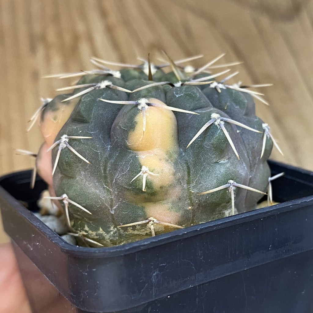 SH956 Gymnocalycium stellatum f. variegata, seedling - Зображення 4