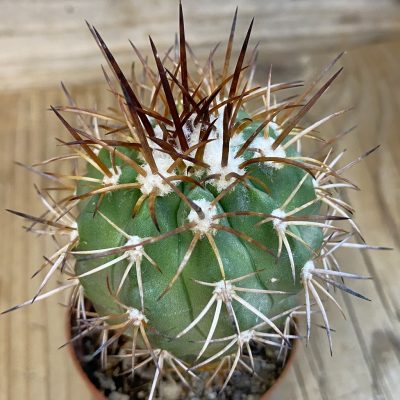 SH1119 Copiapoa coquimbana GCG 15005b, grafted