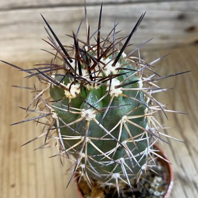 SH1124 Copiapoa coquimbana GCG 15005b , grafted