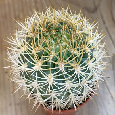 SH1152 Pyrrhocactus eriosyzoides seedling, grafted
